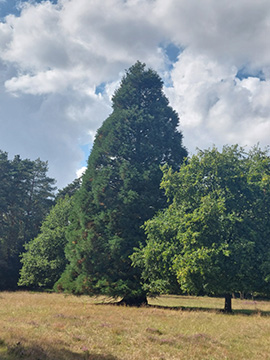 Sequoiadendron giganteum