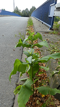 Silphium perfoliatum