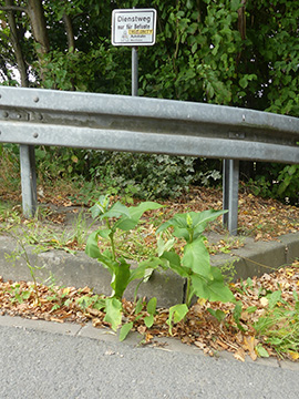 Silphium perfoliatum