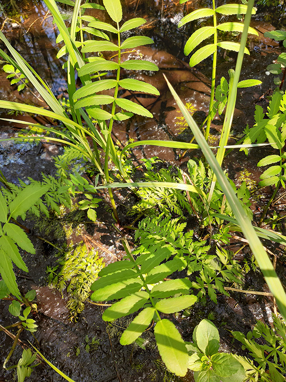 Sium latifolium