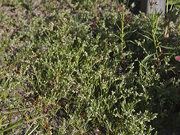 Spergularia marina