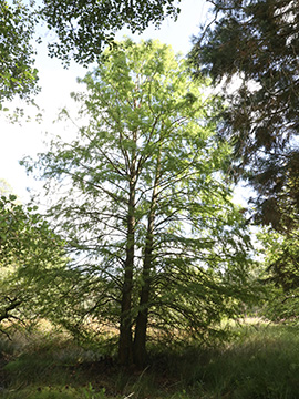 Taxodium distichum