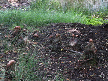 Taxodium distichum