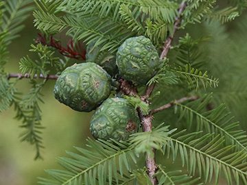 Taxodium distichum