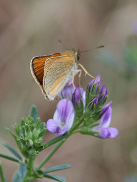 Thymelicus lineola