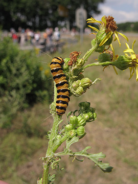 Tyria jacobaeae