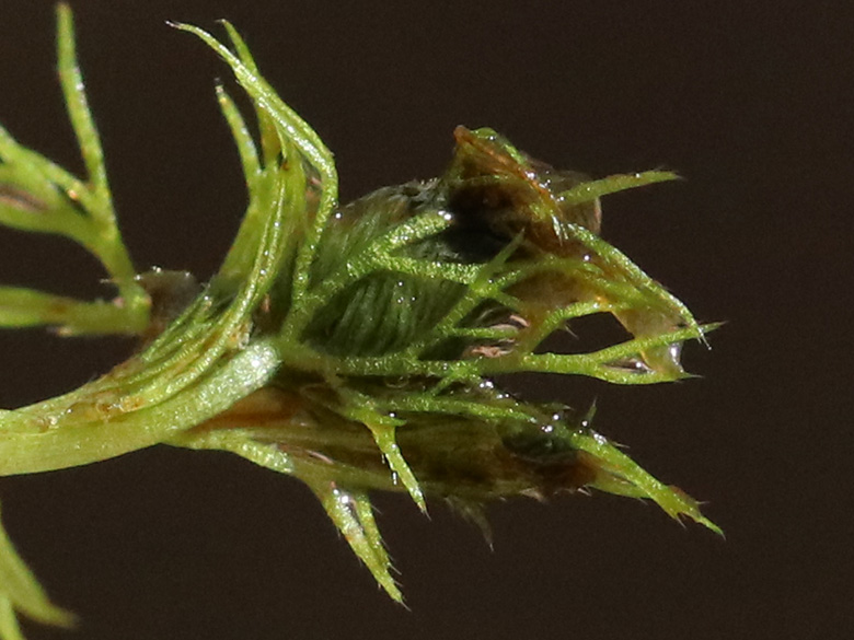 Utricularia neglecta