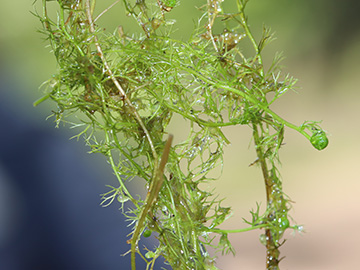 Utricularia minor