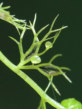 Utricularia minor