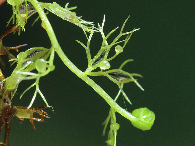 Utricularia minor