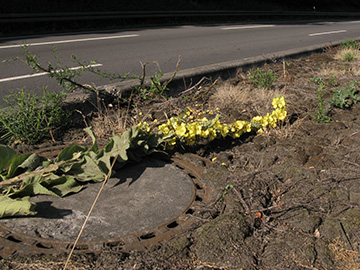 Verbascum densiflorum