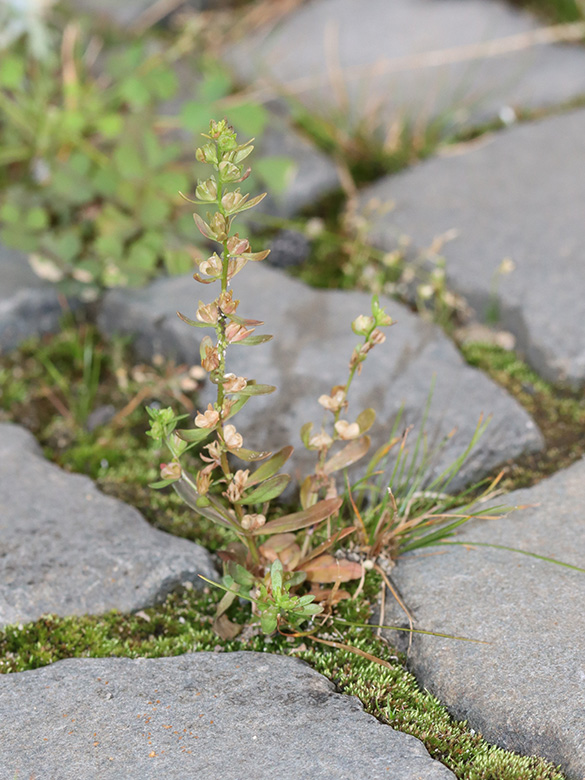 Veronica peregrina