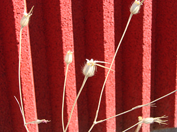 Agrostemma githago