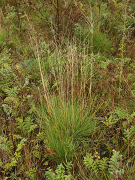 Agrostis scabra