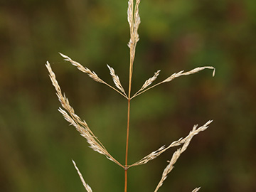 Agrostis scabra