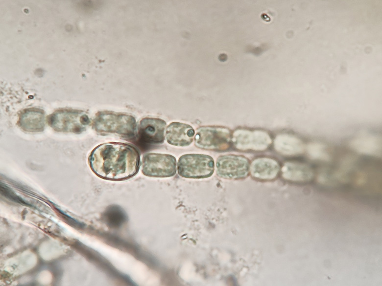 Anabaena azollae