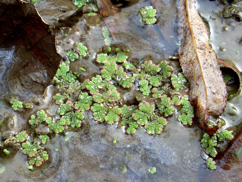 Azolla filiculoides