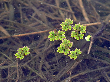 Azolla filiculoides