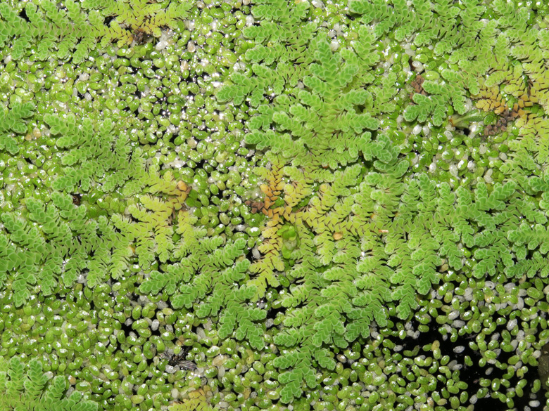 Azolla filiculoides