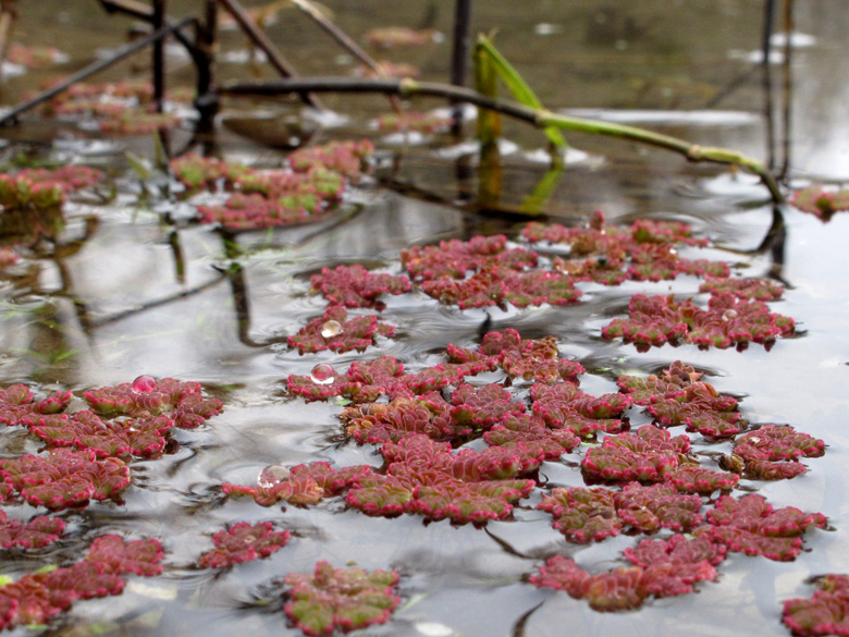 Azolla filiculoides