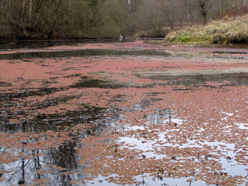 Azolla filiculoides