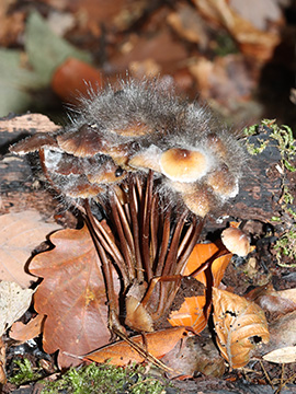 Exkursion 2025-10-12 Bochum-Langendreer, Herrensiepen Pilze