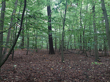 Exkursion 2025-10-12 Bochum-Langendreer, Herrensiepen Pilze