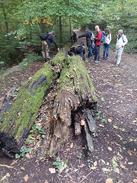 Exkursion 2025-10-12 Bochum-Langendreer, Herrensiepen Pilze