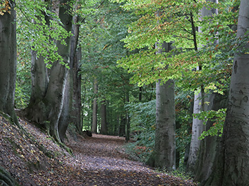 Exkursion 2025-10-12 Bochum-Langendreer, Herrensiepen Pilze