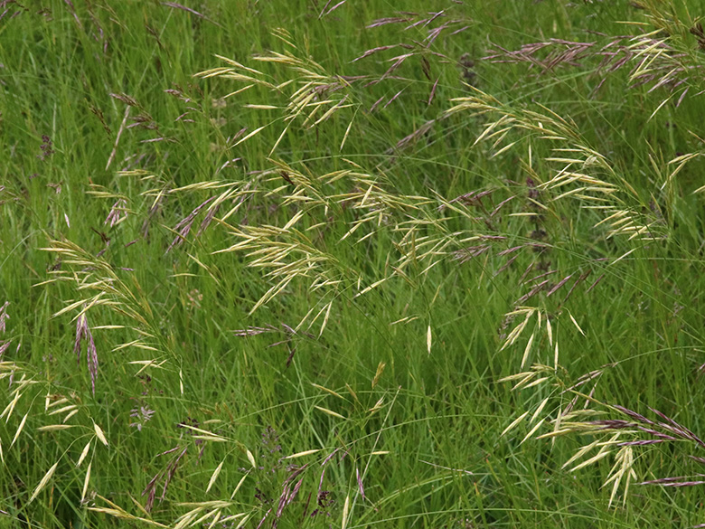 Bromus erectus