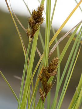 Carex crawfordii