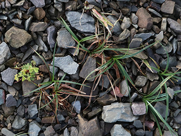 Carex hirta