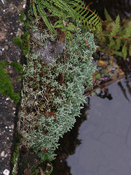 Cerastium tomentosum