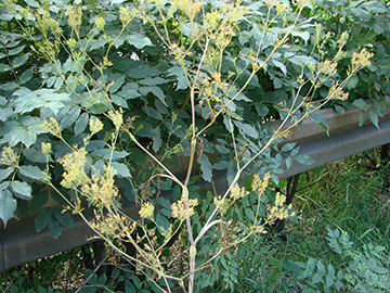 Chaerophyllum bulbosum