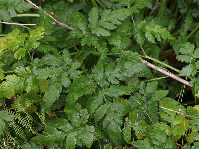 Chaerophyllum hirsutum