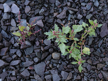 Chenopodium rubrum
