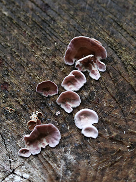 Chondrostereum purpureum