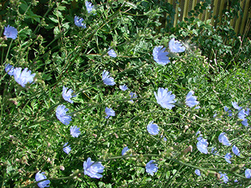 Cichorium didymum