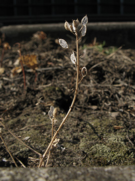 Cochlearia danica