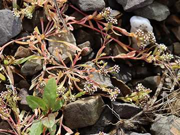 Corrigiola litoralis