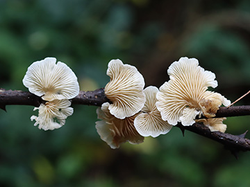 Crepidotus