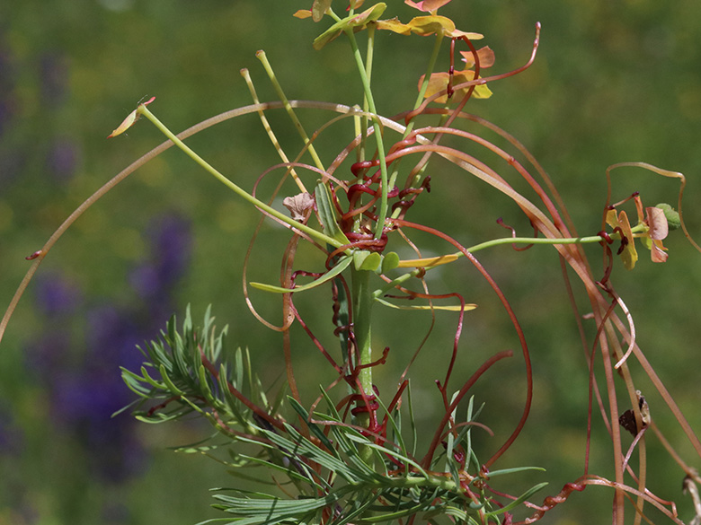 Cuscuta epithymum