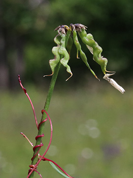 Cuscuta epithymum