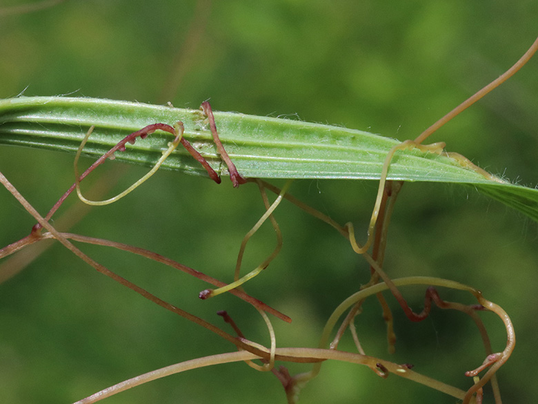 Cuscuta epithymum