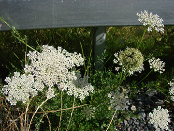 Daucus carota