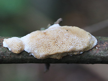 Dichomitus campestris