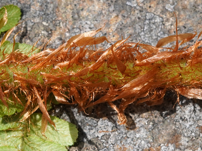 Dryopteris cambrensis insubrica
