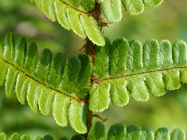 Dryopteris cambrensis insubrica
