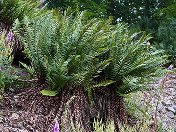 Dryopteris cambrensis insubrica