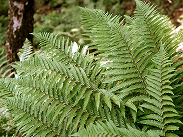 Dryopteris cambrensis insubrica